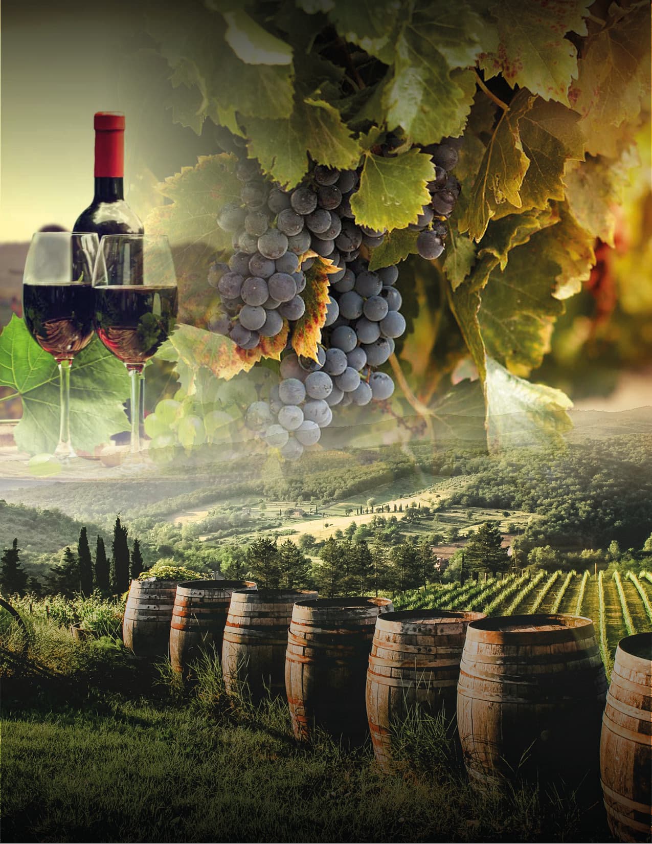 Ensenada y Valle de Guadalupe